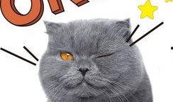 娱乐吃瓜猫原声,揭秘娱乐圈幕后故事