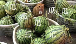 这几年吃的娱乐瓜是什么,盘点近年热门娱乐瓜