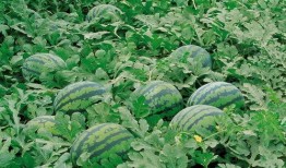 718娱乐吃瓜入口,一场吃瓜盛宴背后的真相与内幕