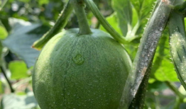 这几年吃的娱乐瓜是什么,盘点近年热门娱乐瓜