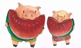 吃瓜娱乐猪,揭秘娱乐圈背后的趣味故事