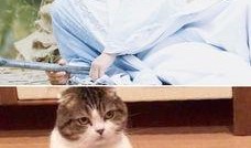 娱乐吃瓜小猫咪微博