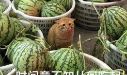 吃瓜的一天什么意思,网络热词背后的社会现象