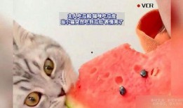 娱乐吃瓜猫原声,揭秘娱乐圈幕后故事