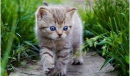 娱乐吃瓜小猫咪微博