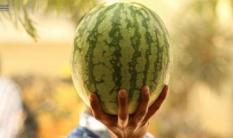 瓜地吃瓜娱乐圈,娱乐圈的甜蜜与苦涩